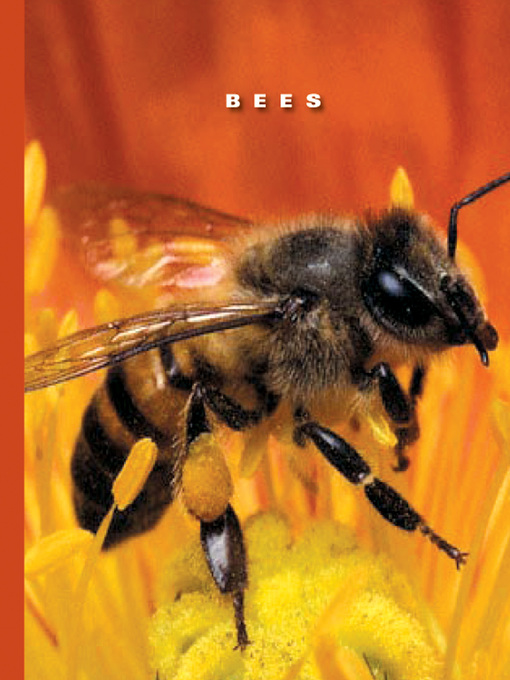 Title details for Bees by Sophie Lockwood - Available